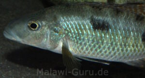 Stigmatochromis pholidophorus 'Masinje'