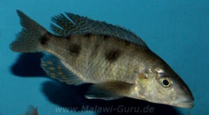 Stigmatochromis pholidophorus 'Masinje'
