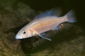 Stigmatochromis pholidophorus Arten