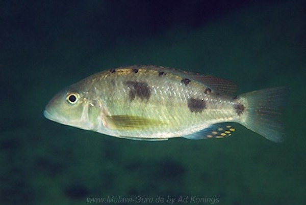 Stigmatochromis pholidophorus 'Mvunguti' Stigmatochromis pholidophorus 'Mvunguti'