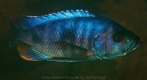 Stigmatochromis sp. 'modestus mbenji' Penga