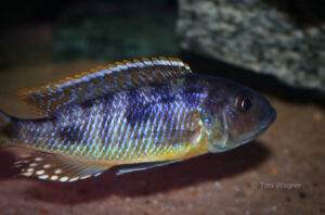 Stigmatochromis sp. 'pleurospilus mdoka' Mdoka
