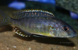 Stigmatochromis sp. 'pleurospilus mdoka' Mdoka