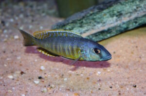 Stigmatochromis sp. 'pleurospilus mdoka' Mdoka