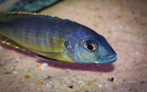 Stigmatochromis sp. 'pleurospilus mdoka' Mdoka