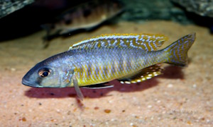 Stigmatochromis sp. 'pleurospilus mdoka'