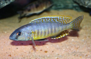 Stigmatochromis sp. 'pleurospilus mdoka' Mdoka