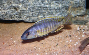 Stigmatochromis sp. 'pleurospilus mdoka' Mdoka