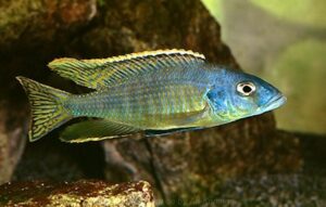 Stigmatochromis sp. 'spilostichus type'