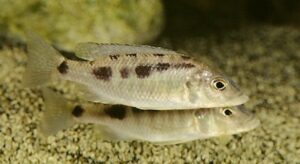 Stigmatochromis sp. 'spilostichus type'