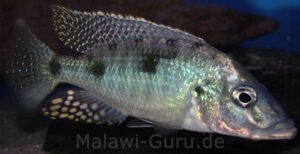 Stigmatochromis woodi Arten