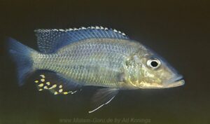 Stigmatochromis woodi