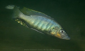 Stigmatochromis woodi