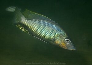 Stigmatochromis woodi