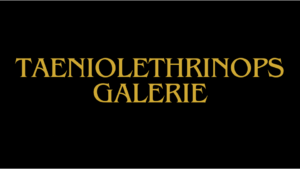 Taeniolethrinops-Arten-Galerie