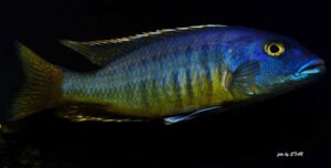Taeniochromis holotaenia