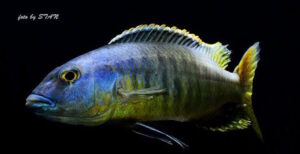 Taeniochromis-Arten-Galerie