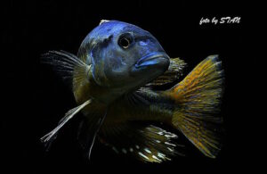 Taeniochromis holotaenia 'Mbenji Island'