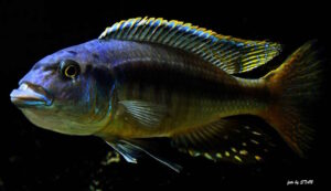 Taeniochromis holotaenia 'Mbenji Island'