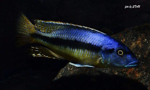 Taeniochromis holotaenia