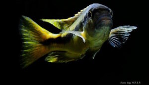 Taeniochromis holotaenia 'Mbenji Island'