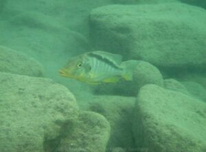 Taeniolethrinops furcicauda 'Chiofu Bay'