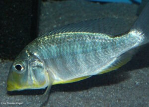 Taeniolethrinops furcicauda