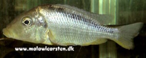 Taeniolethrinops furcicauda