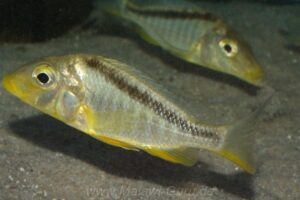 Taeniolethrinops furcicauda 'Eccles Reef'