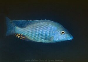Taeniolethrinops furcicauda