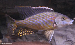 Taeniolethrinops furcicauda