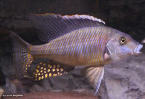Taeniolethrinops furcicauda