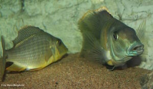 Taeniolethrinops furcicauda 'Malopa'