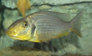 Taeniolethrinops furcicauda 'Malopa'