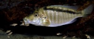 Taeniolethrinops laticeps
