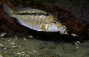 Taeniolethrinops laticeps 'Gome'