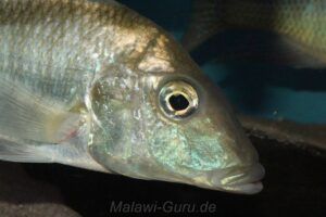 Taeniolethrinops laticeps 'Nkhata Bay'