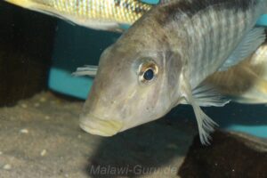 Taeniolethrinops laticeps 'Nkhata Bay'