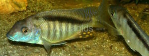 Taeniolethrinops laticeps