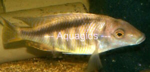Taeniolethrinops laticeps 'Nkhata Bay'