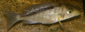 Taeniolethrinops laticeps Arten