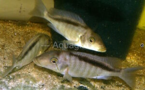 Taeniolethrinops laticeps 'Nkhata Bay'
