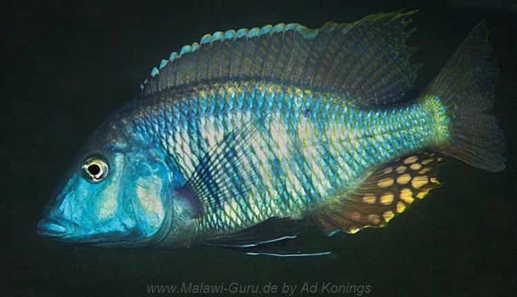 Taeniolethrinops laticeps 'Tsano Rock''Tsano Rock' Taeniolethrinops laticeps