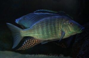 Taeniolethrinops praeorbitalis Arten