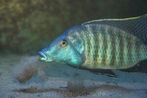 Taeniolethrinops praeorbitalis