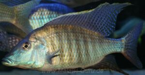 Taeniolethrinops praeorbitalis