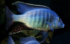 Taeniolethrinops praeorbitalis