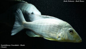 Taeniolethrinops praeorbitalis 'Chembe'