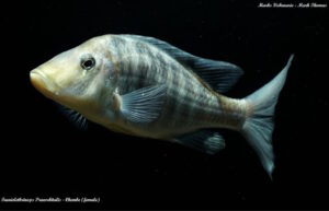 Taeniolethrinops praeorbitalis 'Chembe'