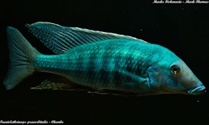 Taeniolethrinops praeorbitalis